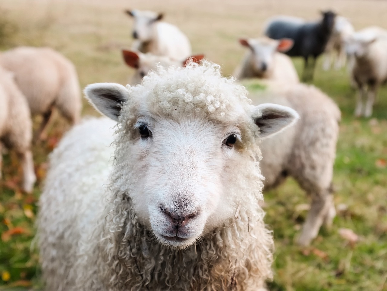 10 mini zoodārzi un fermas, kur var lieliski pavadīt laiku